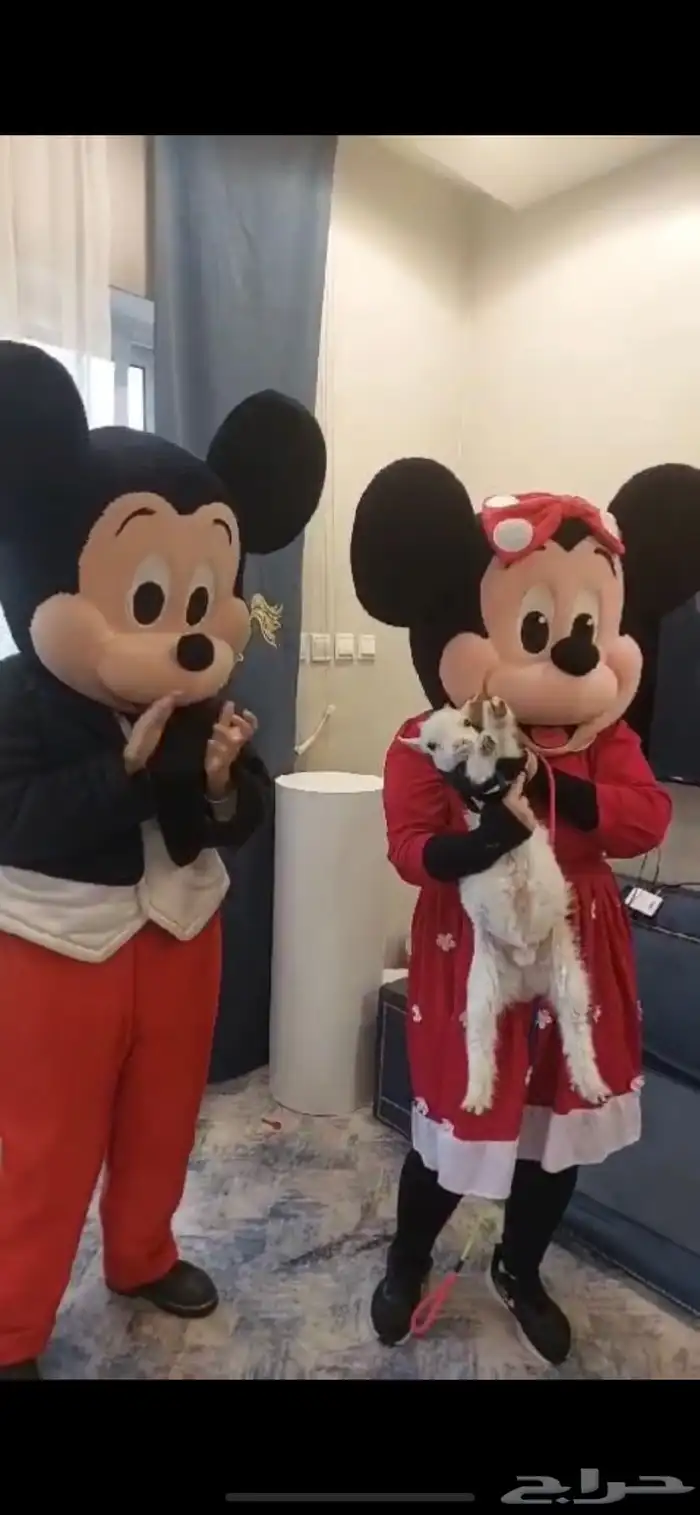 مهرجه ومنظمين فعاليات صقارين نساء ورجال 1