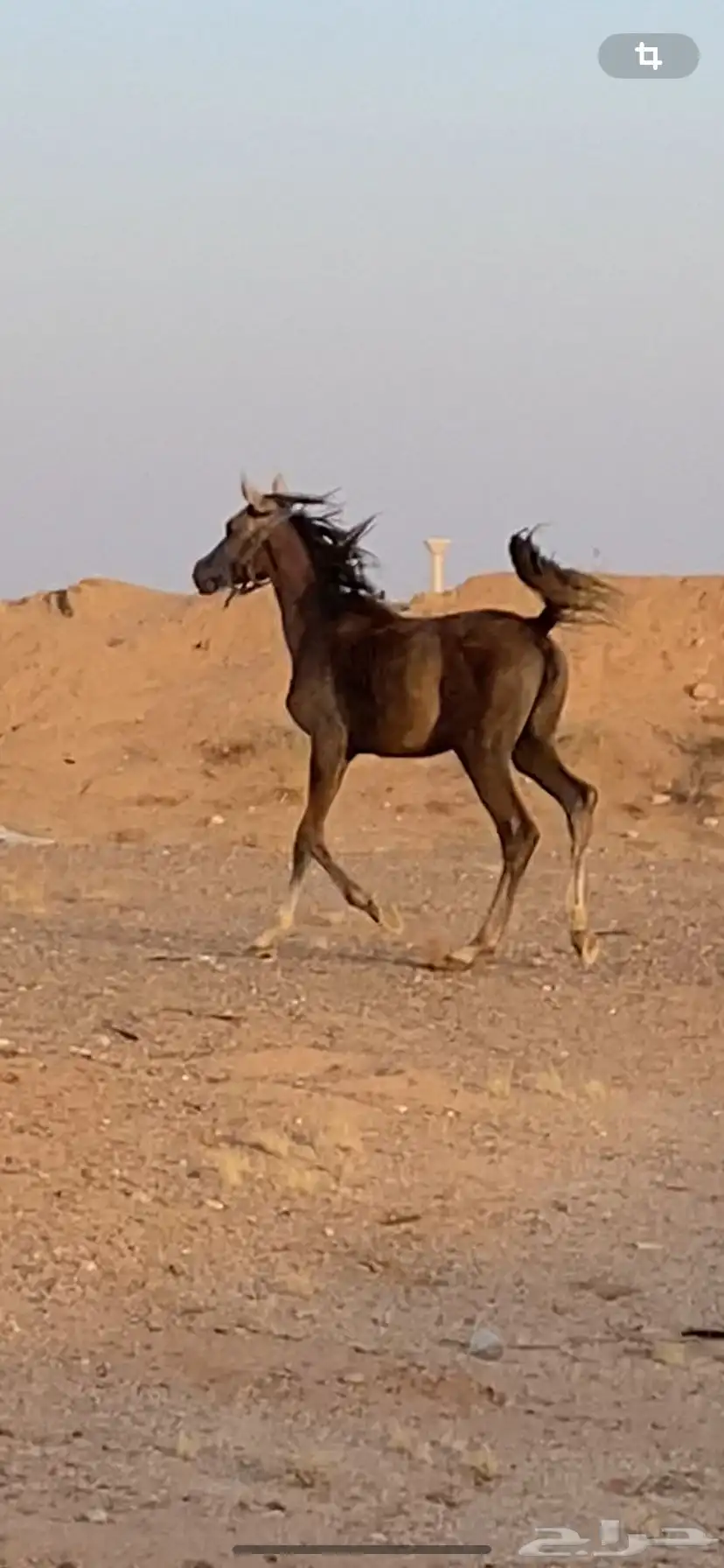 مهر ومهره البيع سمح جدا 1