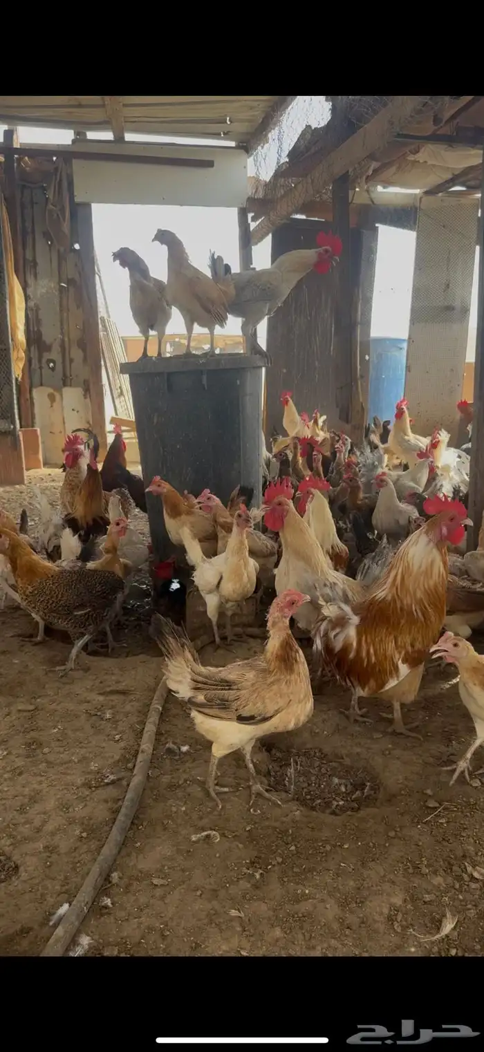 دجاج بلدي بياض تربيت بر 1