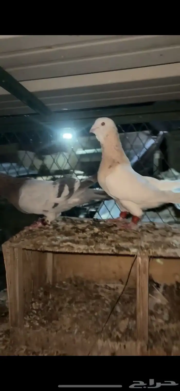 حمام ريحني 1