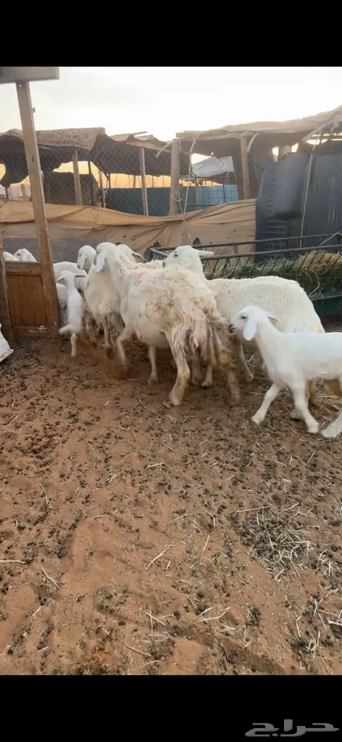 للبيع 5 من الغنم تحتها 5 1