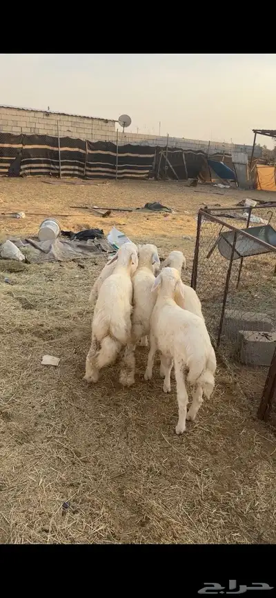 طليان حريات متبقي 3 في الاول و3 العرض الثاني 2