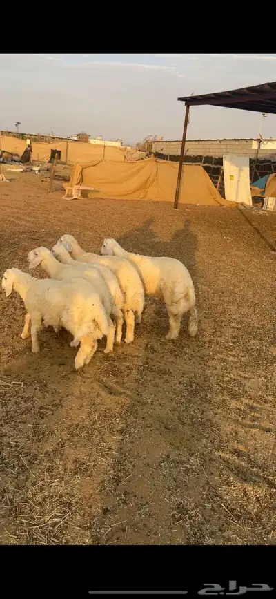 طليان حريات متبقي 3 في الاول و3 العرض الثاني 4