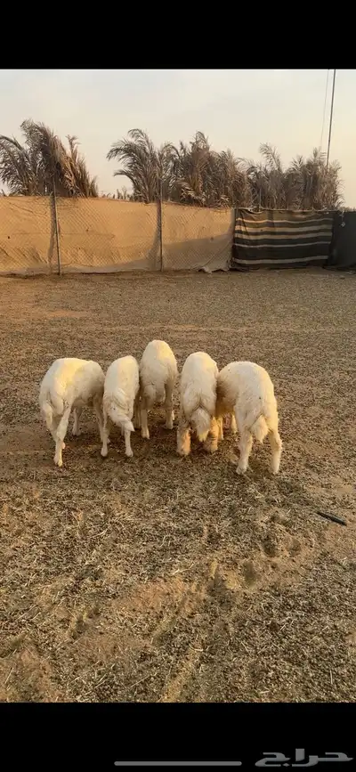 طليان حريات متبقي 3 في الاول و3 العرض الثاني 5