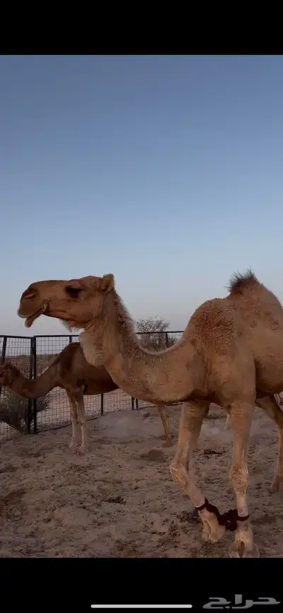 ناقه شعلا للبيع 0