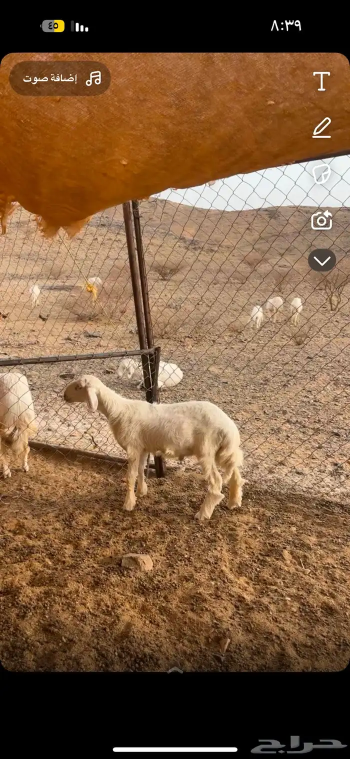 طلي مشروع كفو 0