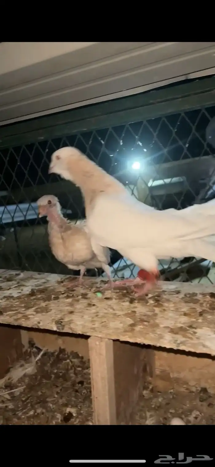 حمام ريحني 2