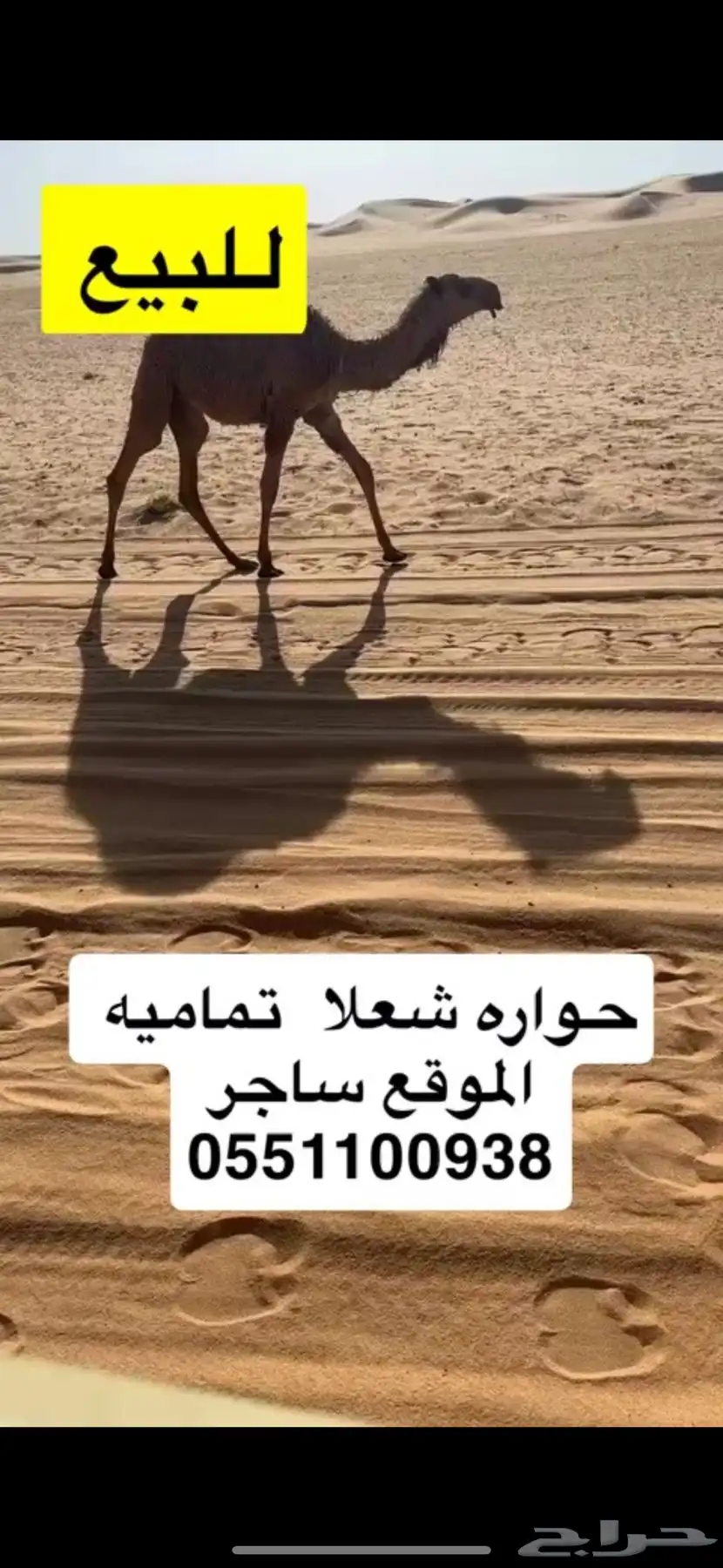 حواره شعلا تماميه طيبه 0