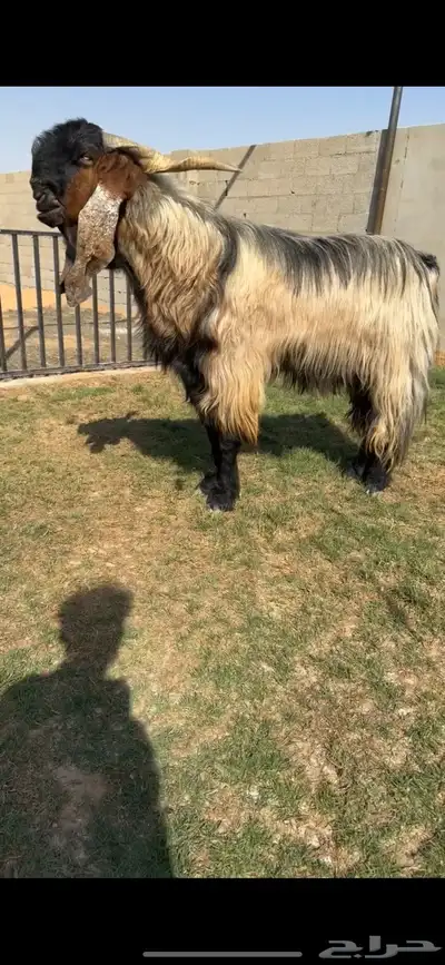 للبيع فحل خصصممم 0