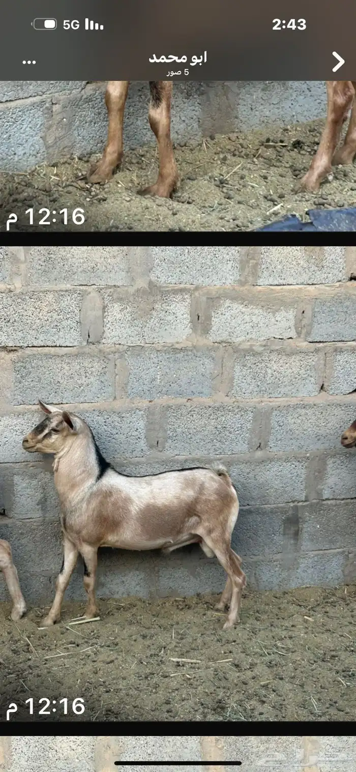 تيوس 3