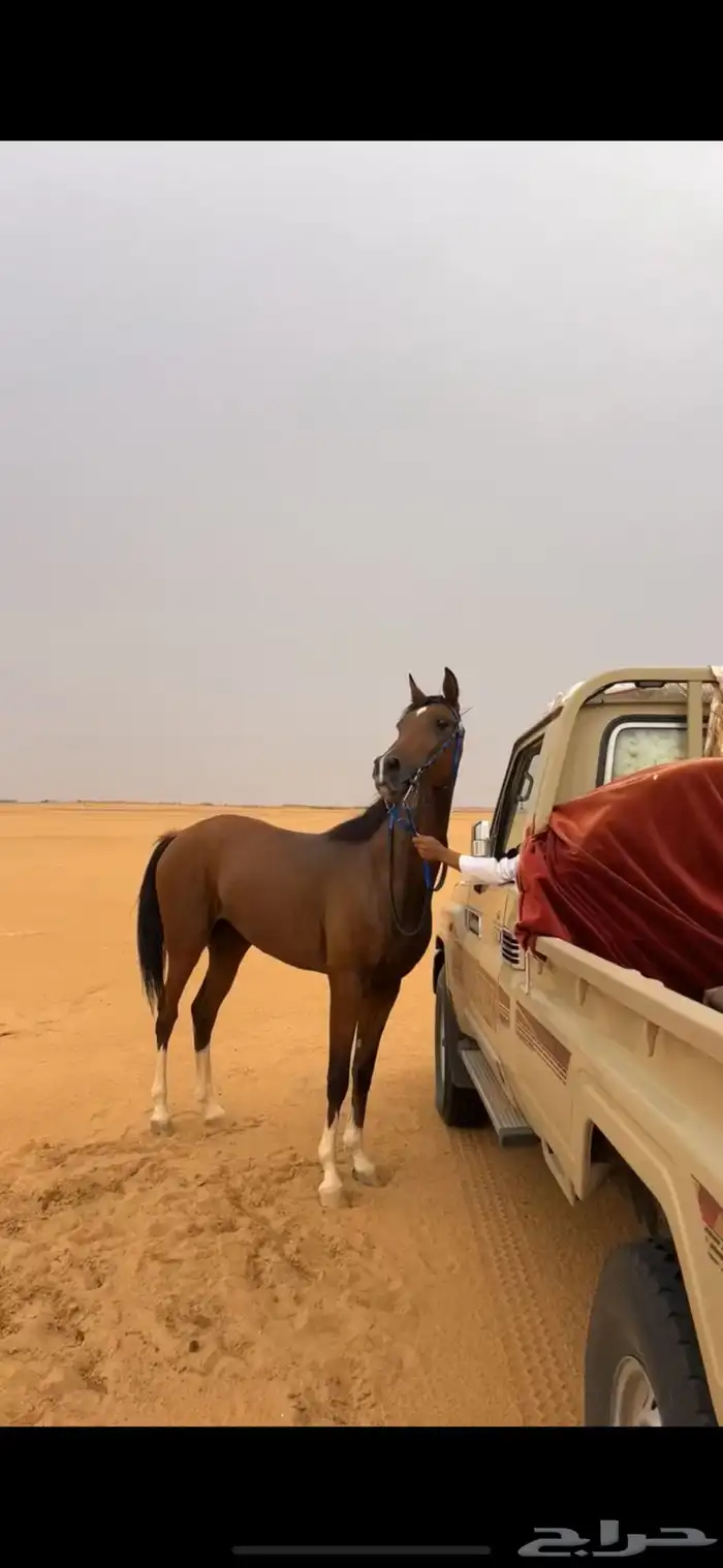 فرس كفوو 1