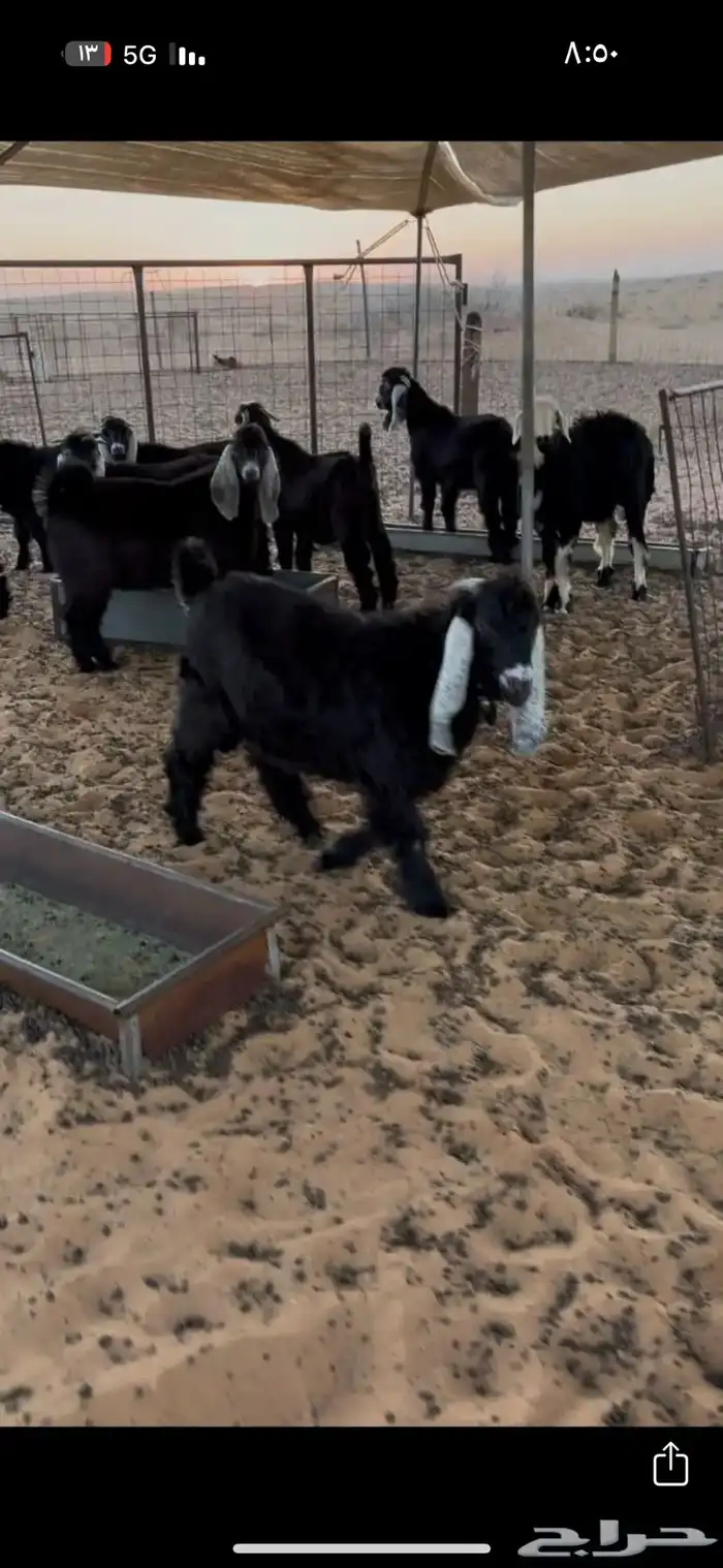 ذبائح حائل 0