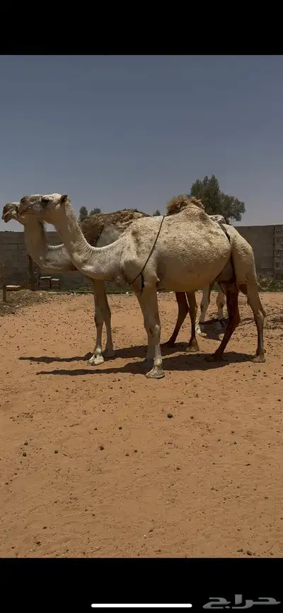 نياق شقح ضرايب 3
