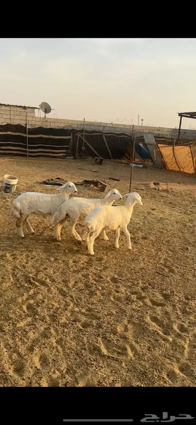 طليان حريات متبقي 3 في الاول و3 العرض الثاني 7