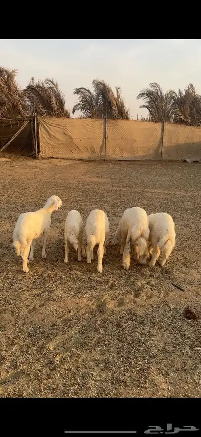 طليان حريات متبقي 3 في الاول و3 العرض الثاني 0