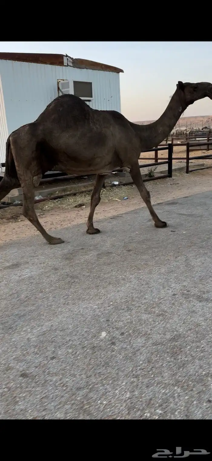 خفوت باكستانيه طيبه 3