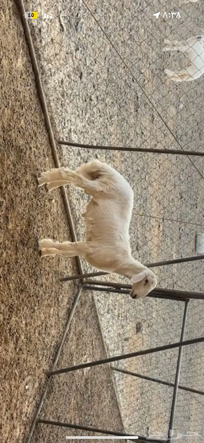 طلي مشروع كفو 2