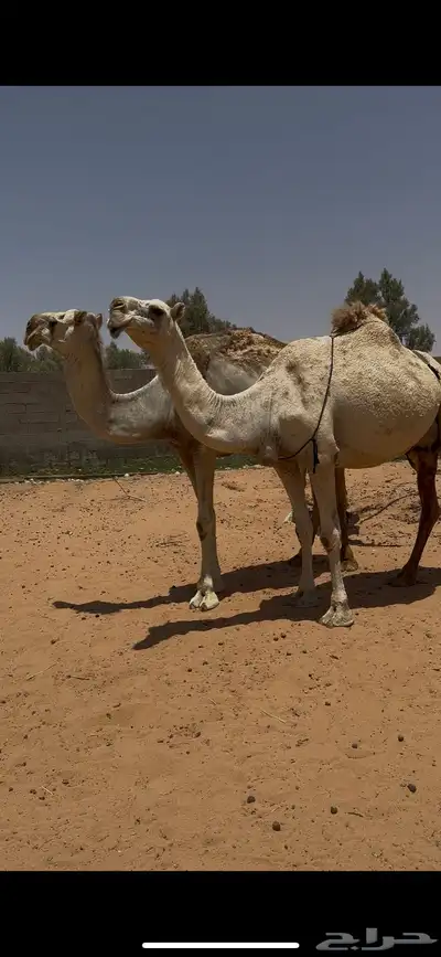 نياق شقح ضرايب 0