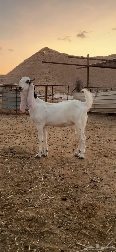 جفرتين مطورات جذعات 0