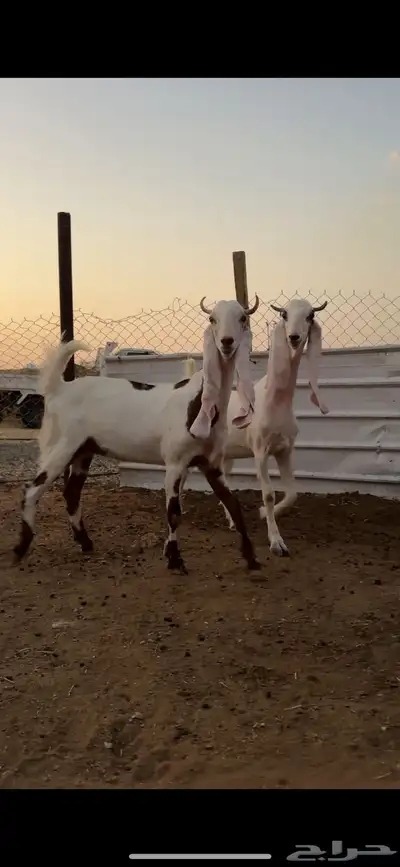 جفرتين مطورات جذعات 1