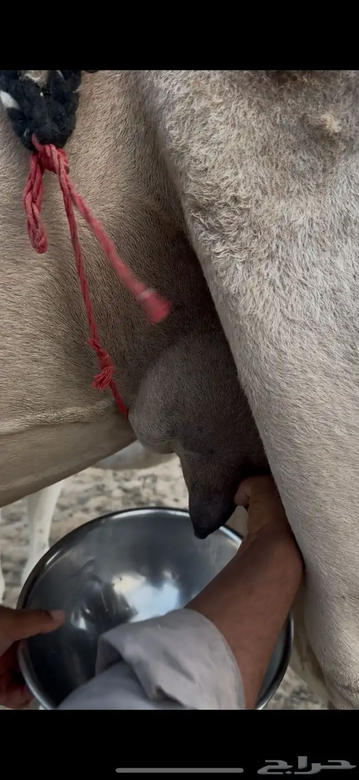 خلفه حمرا بكر جذعه حليب وهداوه وزين وم شالله 3