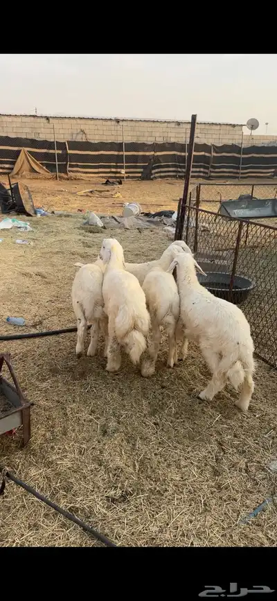 طليان حريات متبقي 3 في الاول و3 العرض الثاني 1