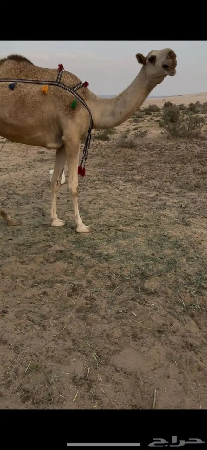 خلفه حمرا بكر جذعه حليب وهداوه وزين وم شالله 6