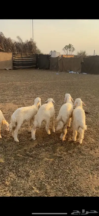 طليان حريات متبقي 3 في الاول و3 العرض الثاني 3