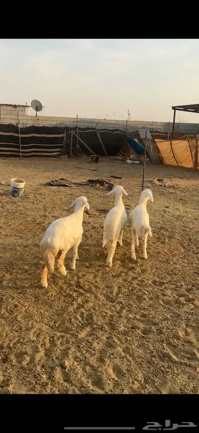 طليان حريات متبقي 3 في الاول و3 العرض الثاني 8