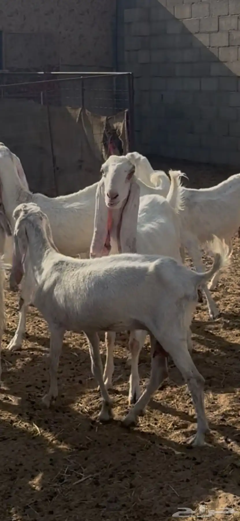 معزا مطوره بيض برص جروم 2