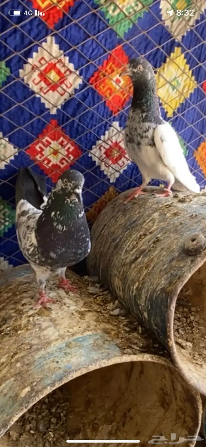 يوجد اجواز للبيع شرط صحه وانتاج طبات ابطال 1