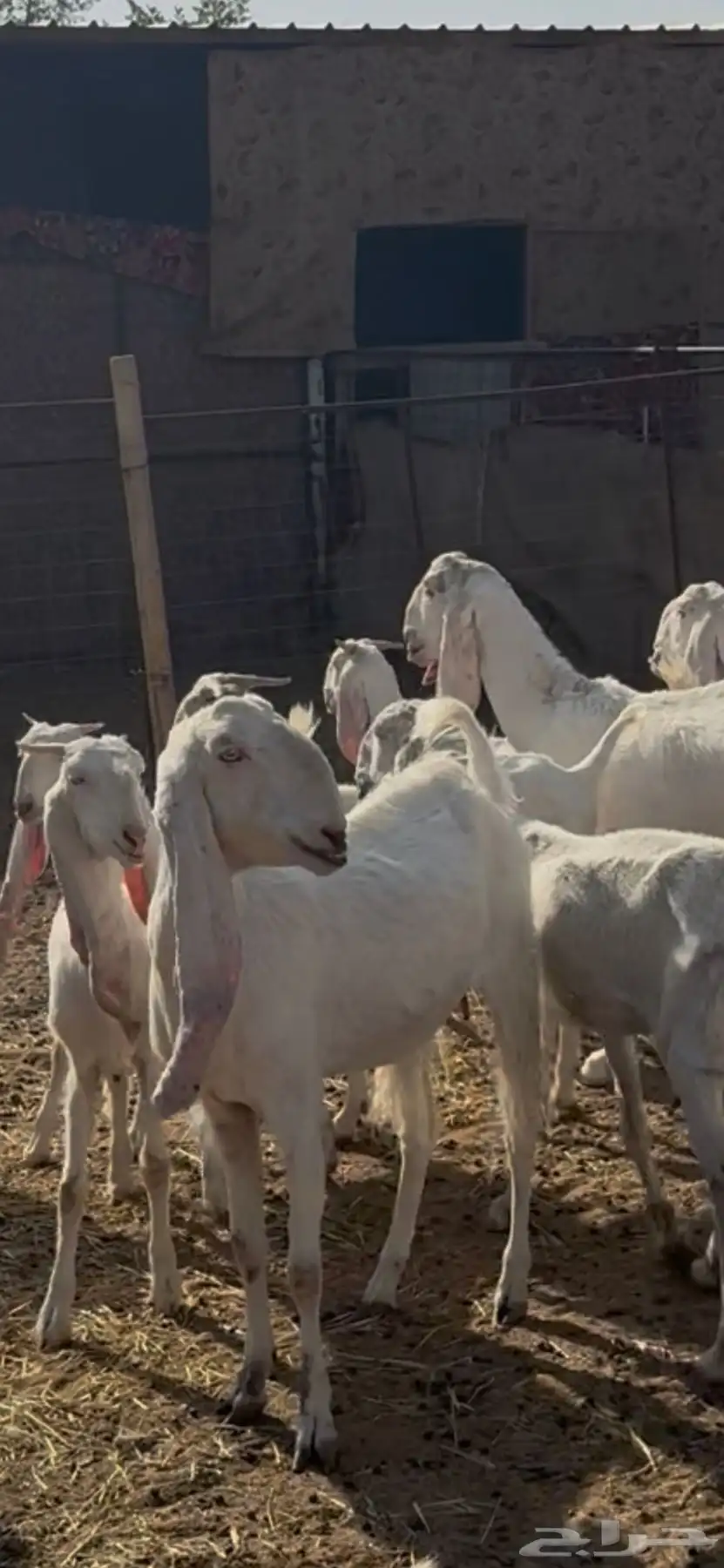 معزا مطوره بيض برص جروم 0
