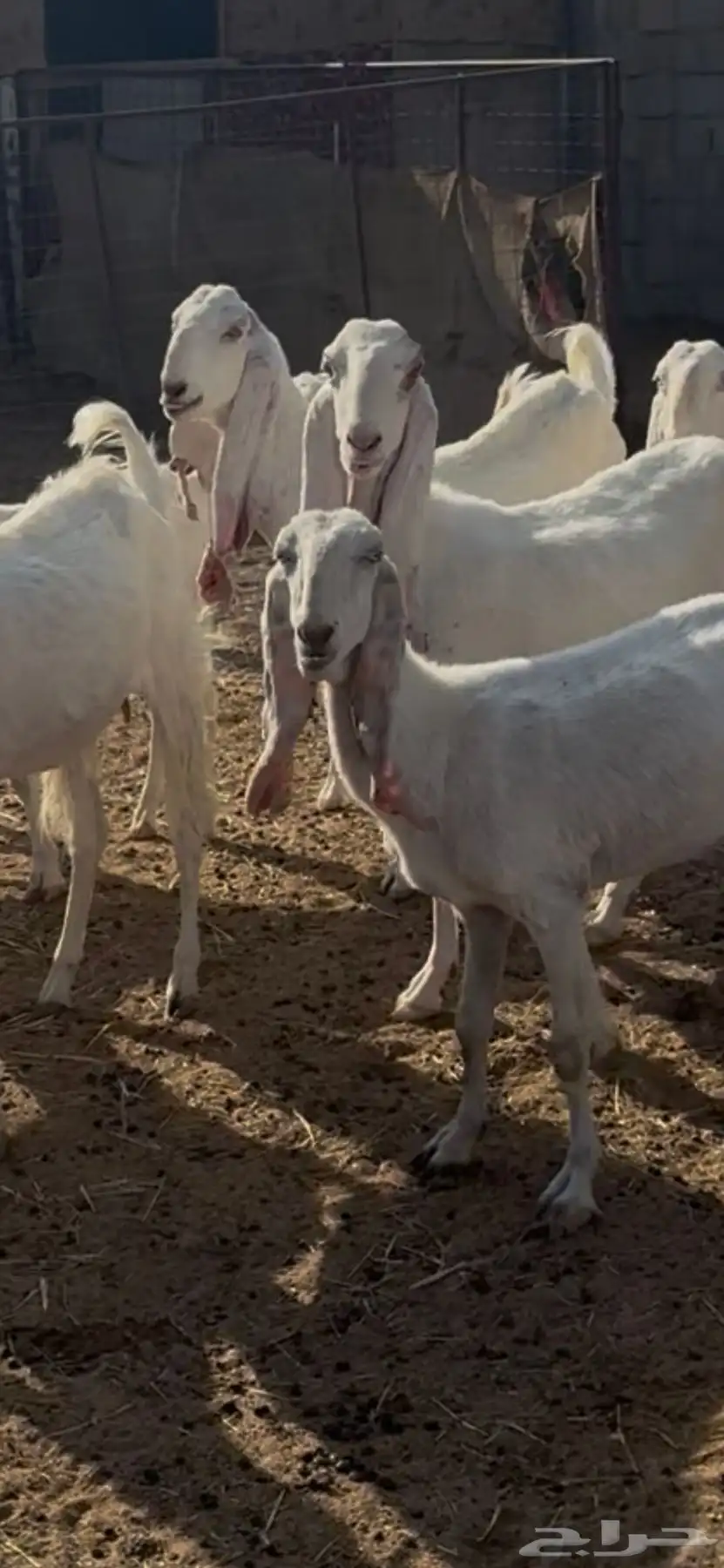 معزا مطوره بيض برص جروم 5