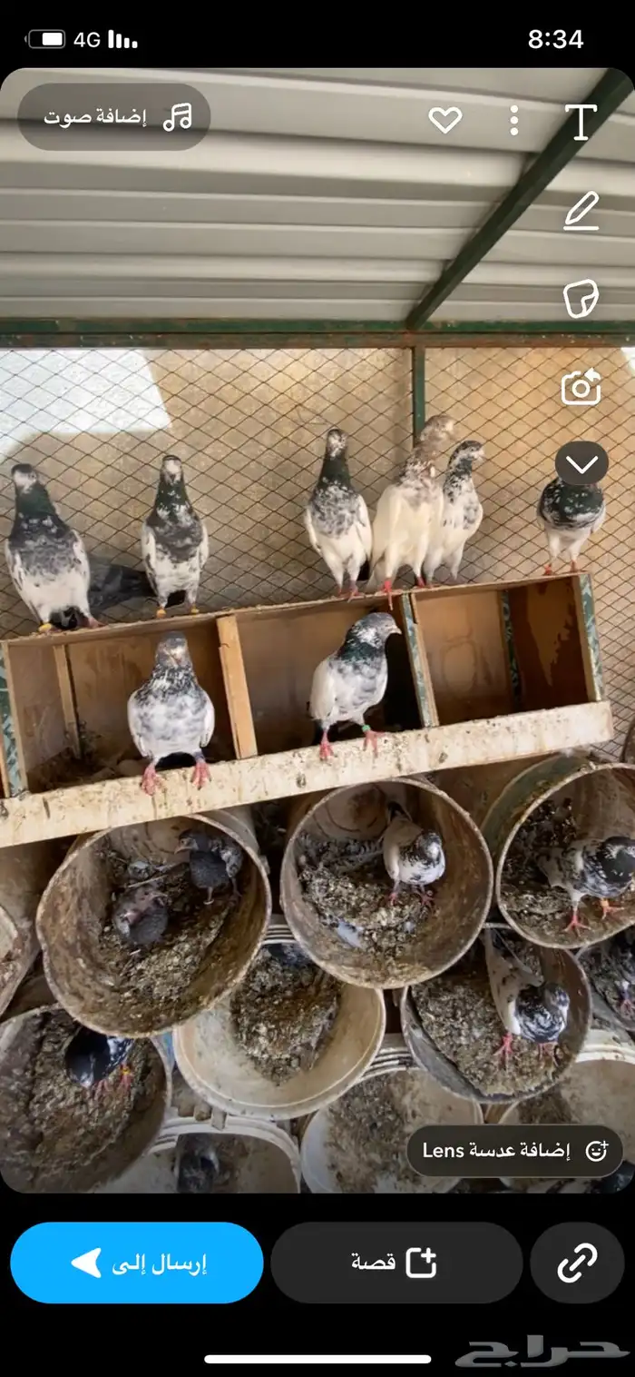 يوجد اجواز للبيع شرط صحه وانتاج طبات ابطال 0