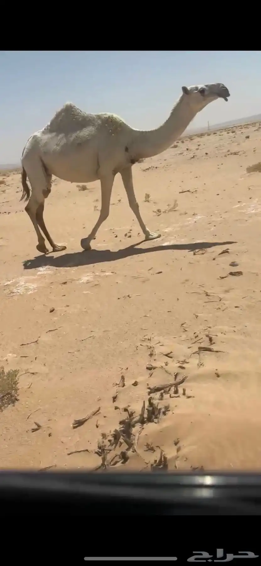 بكر معزول حاشيها سليمه جميع العذاريب index