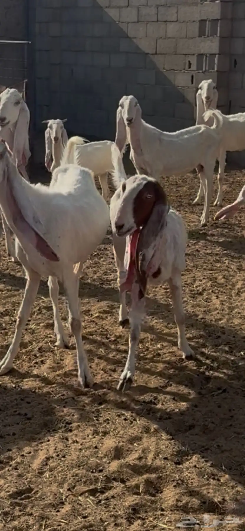 معزا مطوره بيض برص جروم 4