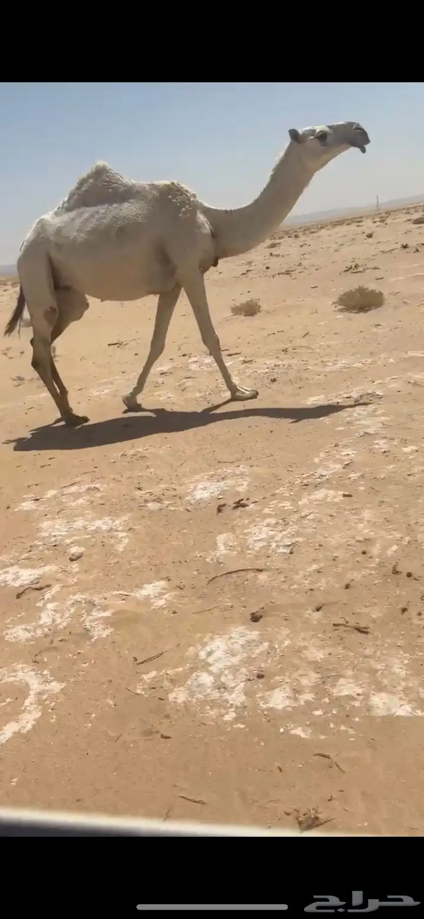 بكر معزول حاشيها سليمه جميع العذاريب index