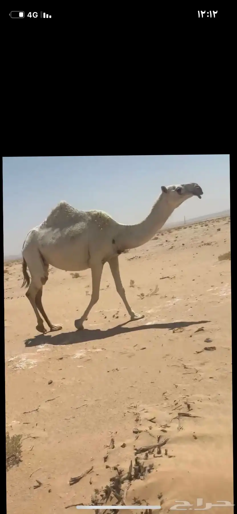 بكر معزول حاشيها سليمه جميع العذاريب index