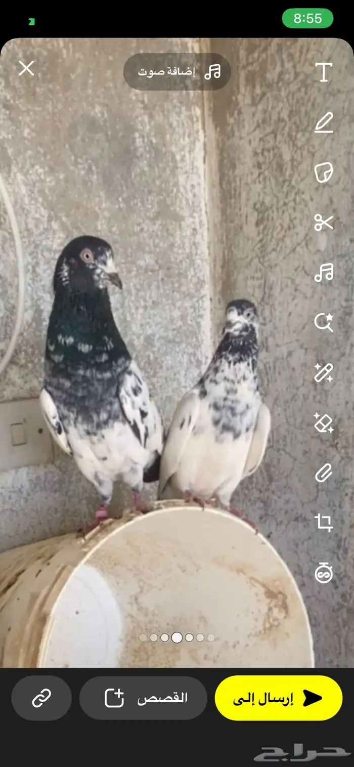 يوجد اجواز للبيع شرط صحه وانتاج طبات ابطال 2