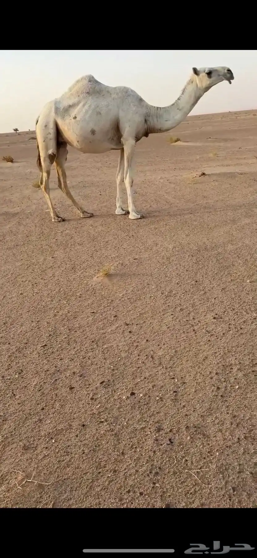 بكر معزول حاشيها سليمه جميع العذاريب index