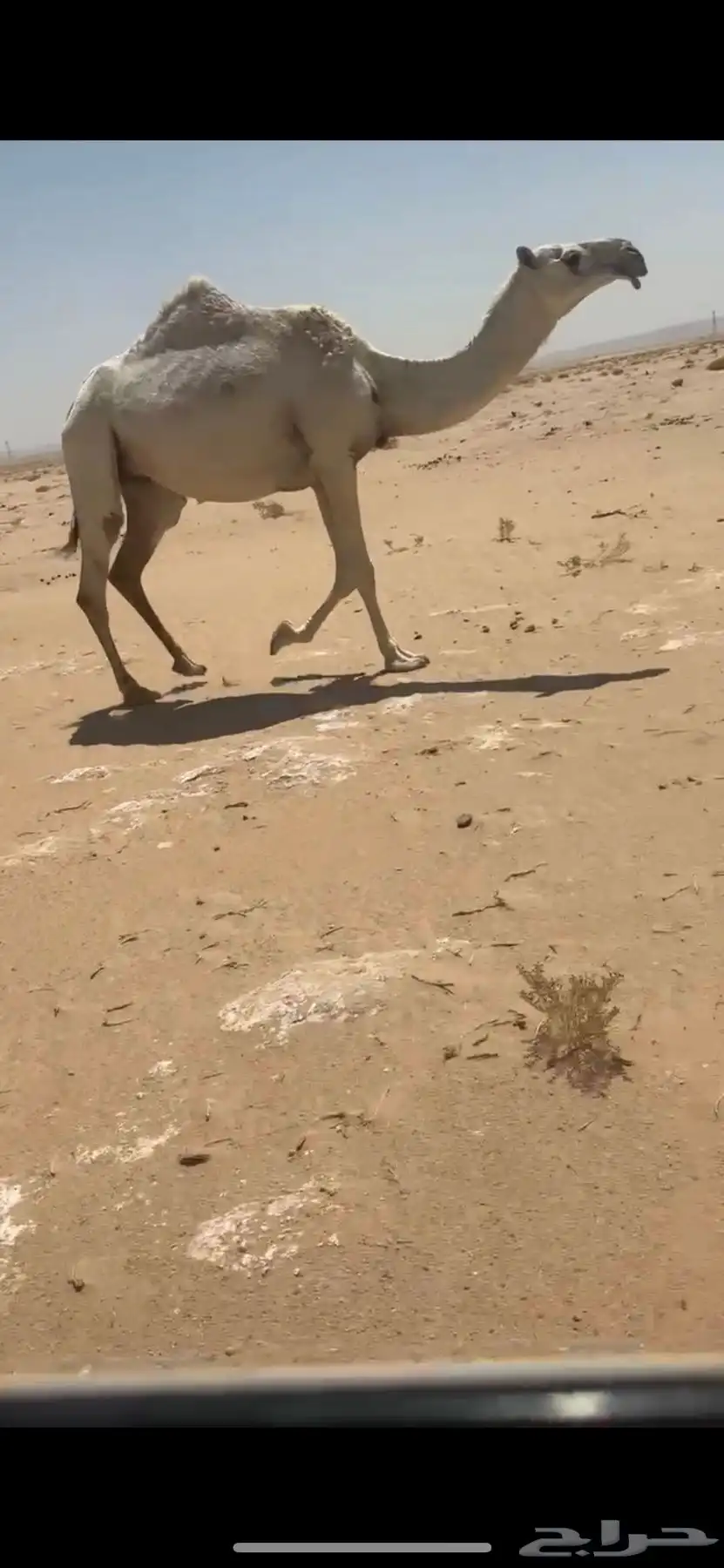 بكر معزول حاشيها سليمه جميع العذاريب index