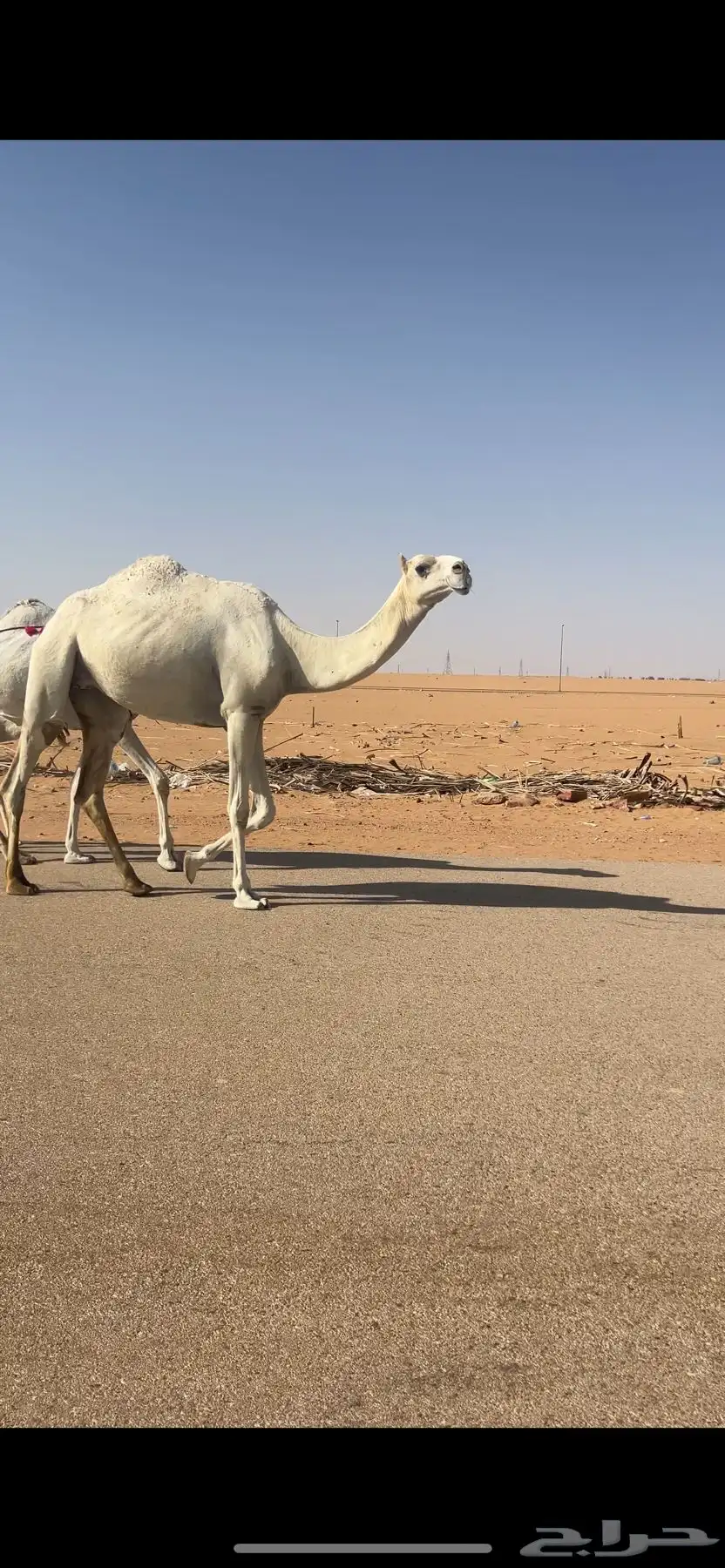 بكر ثنيه لقحه على بعيرن طيب 0