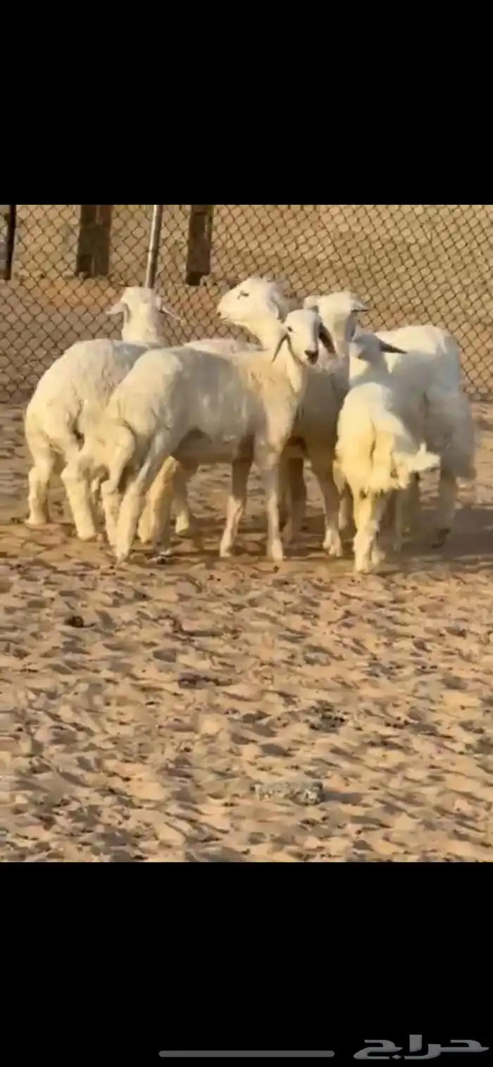 خرفان حريات ظهورها طيبه 0