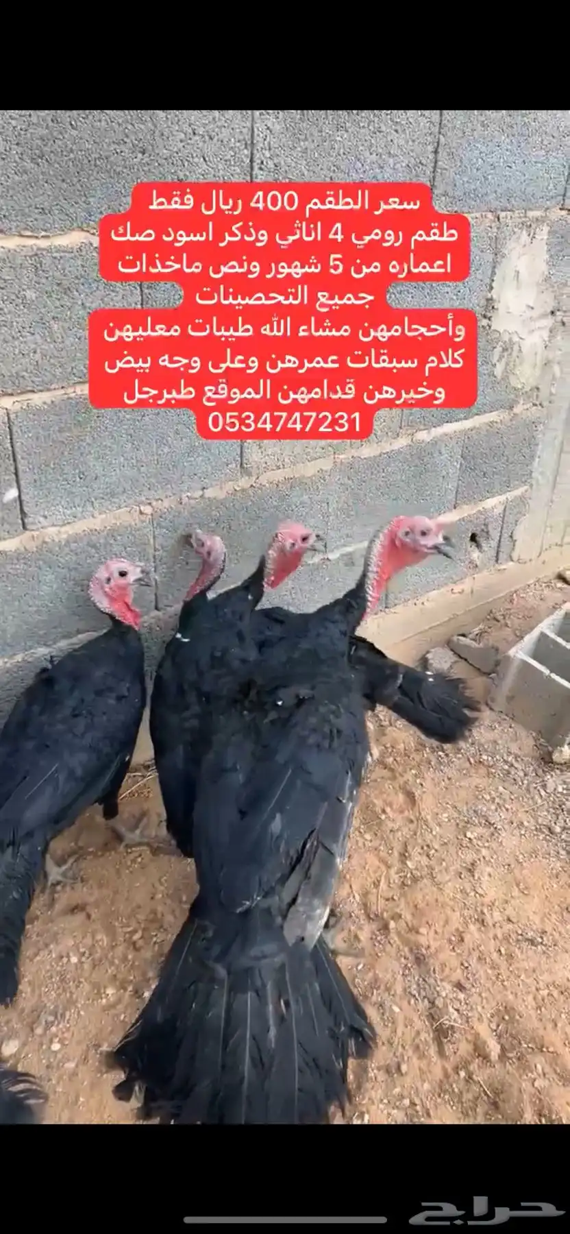 دجاج رومي index