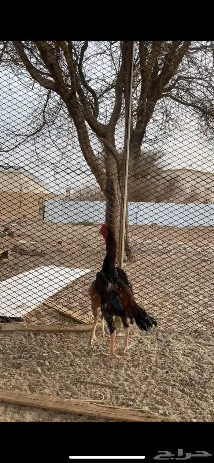ديك شامو يباني 4