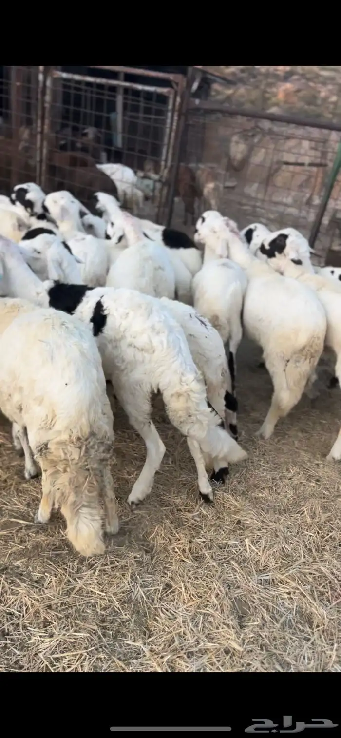 سواكن بيض مرباه 4