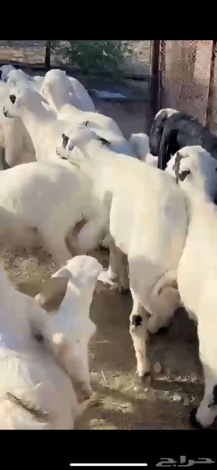 طليان حري تم البيع 3
