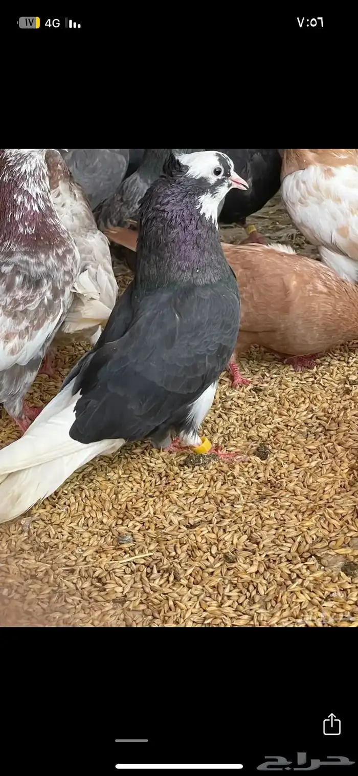 قطيفي قلابي 16