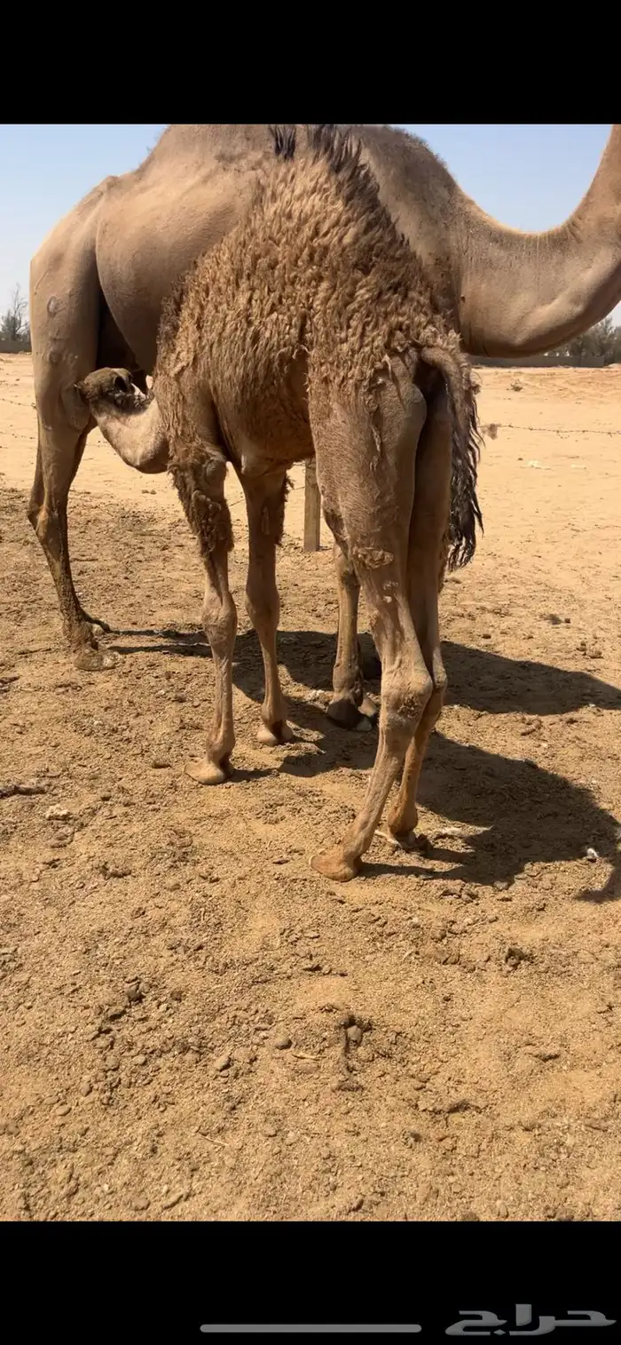 للبيع قعود 1