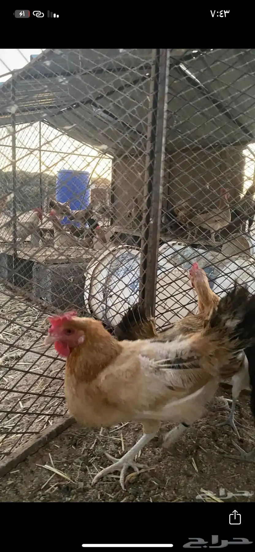 دجاج العدد 11 الصحه شرط الموقع الدوادمي 5